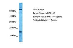 Mitochondrial Ribosomal Protein S18C Rabbit anti-Human, Polyclonal, Novus